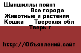 Шиншиллы пойнт ns1133,ny1133. - Все города Животные и растения » Кошки   . Тверская обл.,Тверь г.